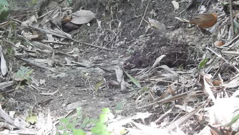 Javan-black-capped-babbler-bird-is-hunting-for-food-on-the-ground