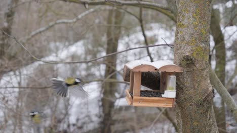 Great-tits-and-nuthatch-in-winter-feeder
