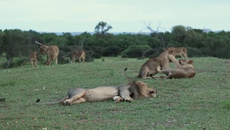 Male-Lion-Lying-Flat-in-Foreground-Whilst-Rest-of-Pride-Plays-in-Back
