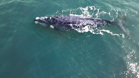 Top-aerial-view-of-adult-Southern-Right-brindle-whale-in-aquamarine-water