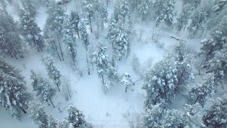 Aerial-flying-over-woods-with-snow-covered-trees-passing-by-typical-Lapland-hut