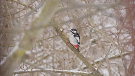 Great-spotted-woodpecker-sit-on-branch