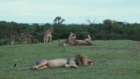 Verspielter-Löwenstolz-Mit-Großem,-Unscharfem-Männchen-Im-Vordergrund,-Botswana