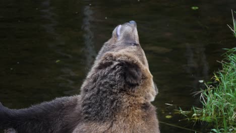 Brown-bear-in-Sitka,-Alaska