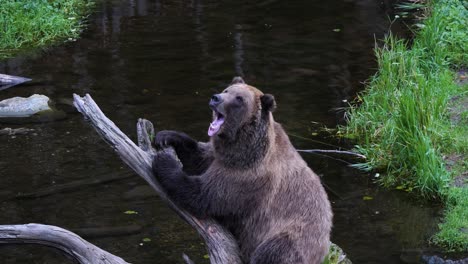 Funny-Brown-bear-sitting-on-a-tree-trunk,-Alaska