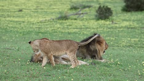 Neugieriges-Löwenbaby-Geht-In-Botswana-Auf-Zwei-Aggressive-Männchen-Zu