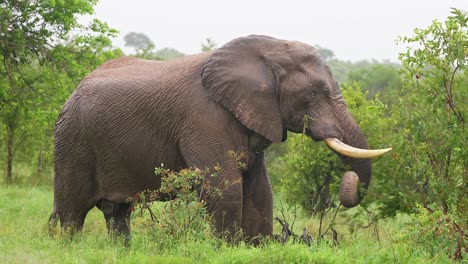 Riesiger-Afrikanischer-Elefantenbulle,-Der-Im-Sommerregen-Weidet