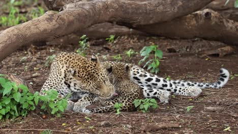 Leopard-Cub-Being-Licked-and-Cleaned-By-Its-Mother,-Mashatu-Botswana