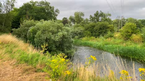 Beautiful-river-with-green-fields,-tall-grass-and-forest-bushes-in-Chippenham-England,-windy-weather,-4K-shot