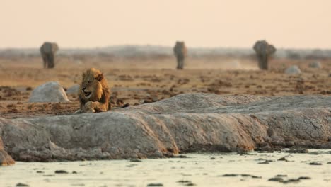 Big-Male-Lion-Lying-Next-to-Waterhole-With-Elephants-in-Background