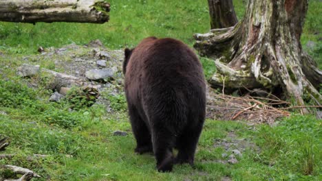 Brown-bear-walking-slowly,-Alaska