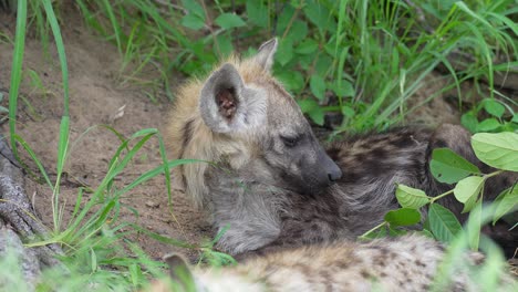 Tired-Sleepy-Young-Spotted-Hyena-Taking-Nap,-Close-Up