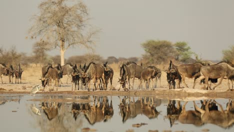 Herd-of-Blue-Wildebeest-Drinking-With-Beautiful-Reflection,-Botswana