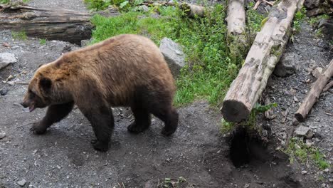 Weiblicher-Braunbär-In-Sitka,-Alaska