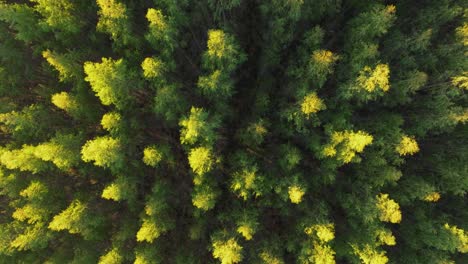 Overhead-View-Of-Pine-Trees-In-The-Forest-At-National-Park-In-A-Coruña,-Spain