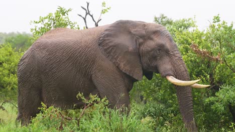 Afrikanischer-Elefant-Frisst-üppige-Vegetation-Im-Regen,-Mittlere-Aufnahme