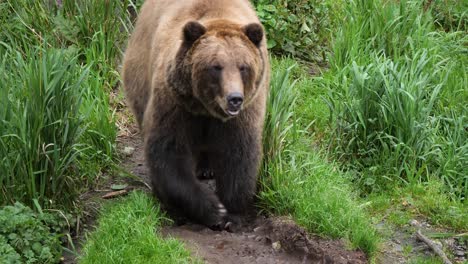 Big-Brown-bear-walking-slowly,-Alaska