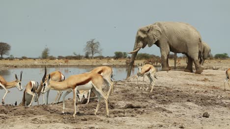 Zeitraffer-Von-Elefanten-Und-Springböcken,-Die-Am-Wasserloch-In-Botswana-Trinken
