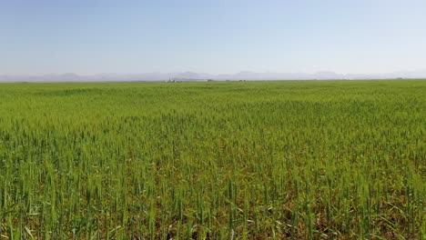 Luftaufnahme-Des-Erfolgreichen-Wachstums-Von-Weizenpflanzen-Auf-Den-Weizenfarmen-Von-Sharjah-In-Den-Vereinigten-Arabischen-Emiraten