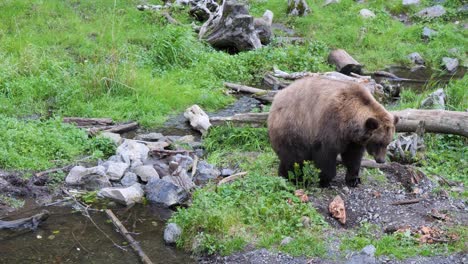 Female-Brown-bear-walking,-Alaska