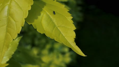 A-fly-on-a-leaf