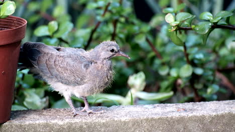 Cute-baby-laughing-dove-stretches-out-its-wings-and-starts-preening-feathers