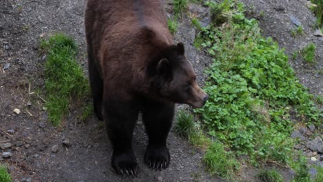 Männlicher-Braunbär-In-Sitka,-Alaska
