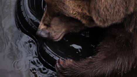 Brown-bear-biting-hard-from-a-used-car-tire,-Alaska