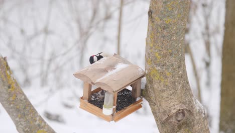 Great-woodpecker-in-winter-feeder