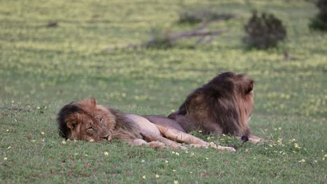 Sleepy-Male-Lion-Touching-Its-Nose-Whilst-Lying-Next-To-Its-Brother
