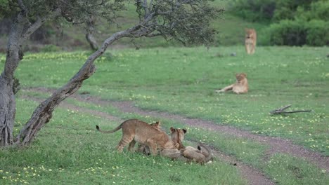 Löwenbabys-Spielen-Im-Freien-Im-Mashatu-Wildreservat-In-Botswana