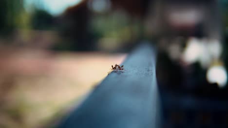 Macro-Shot-Of-Red-Fire-Ants