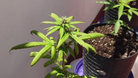 Nahaufnahme-Einer-Selbstblühenden-Cannabispflanze-In-Zeitlupe,-Die-Zu-Blühen-Beginnt