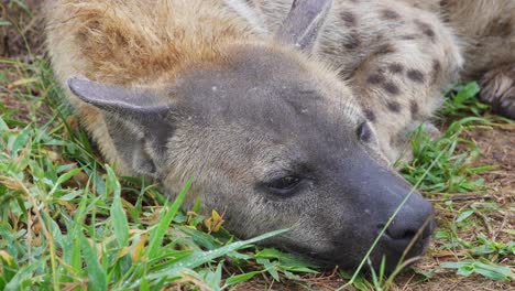 Tired-Adult-Spotted-Hyena-Falling-Asleep,-Opening-Closing-Eyes,-Close-Up