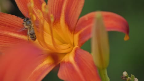 Eine-Nahaufnahme-Einer-Biene,-Die-Eine-Orangefarbene-Blume-Bestäubt