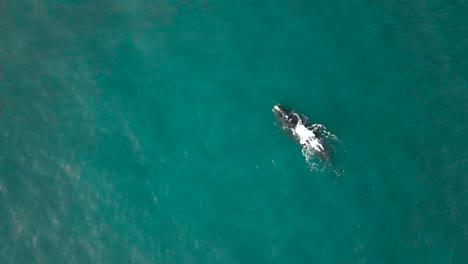 Right-whale-with-white-blaze-on-back-and-its-calf-exhales-forcefully