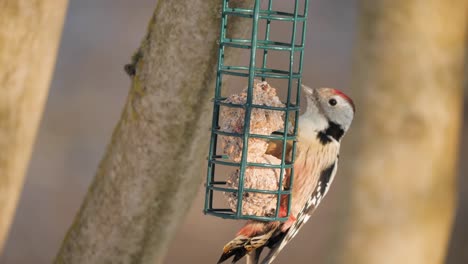 Woodpecker-eat-fat-balls-in-sunny-day