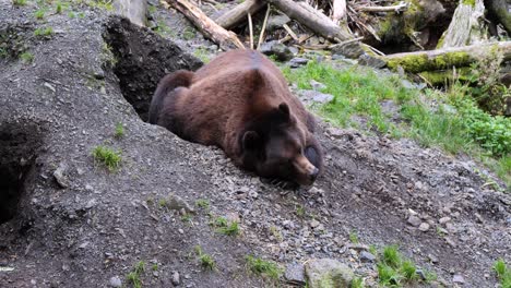 Brown-bear-taking-a-nap-by-the-den,-Alaska