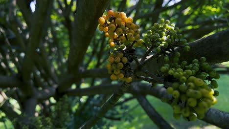Büschel-Gelber-Und-Grüner-Beeren-Wachsen-Auf-Einem-Baum