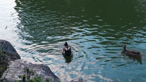 1080p-|-slow-motion-of-ducks-swimming-at-Pond