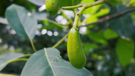green,-unripe-fruit-hanging-from-a-tree-branch