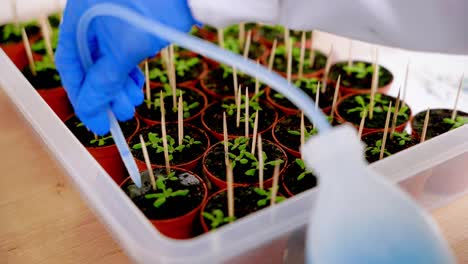 Close-up-of-а-scientist-puts-a-preparation-into-plant-samples