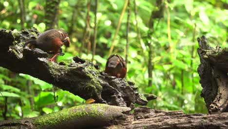 Chestnut-bellied-Partridge-bird-are-walking-around-on-the-logs-picking-up-food