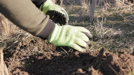 Tree-Planting---Person's-Hand-In-Gloves-Covering-Tree-Sapling-With-Soil