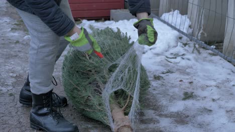 close-up-of-Christmas-tree-sold-on-parking-lot,-worker-unpack-tree-from-packing-net
