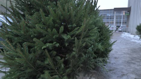 Primer-Plano-Del-árbol-De-Navidad-Vendido-En-El-Estacionamiento
