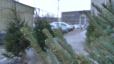 close-up-of-Christmas-tree-sold-on-parking-lot-you-can-see-blurry-cars-on-backround