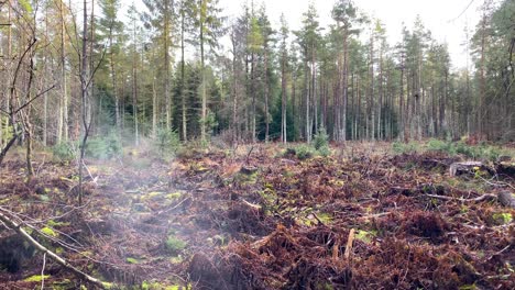 Atmospheric-conifer-forest-with-dead-bracken-ferns-and-mist-in-foreground