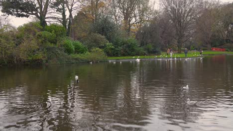 Profile-view-of-ducks-and-swans-swimming-on-a-green-pond-in-St