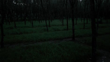 Dark-Scene-Monoculture-Rubber-Tree-Plant-at-Night-Early-Morning-Tapping-of-Rubber-Tree-Latex-Production,-Under-the-Moonlight